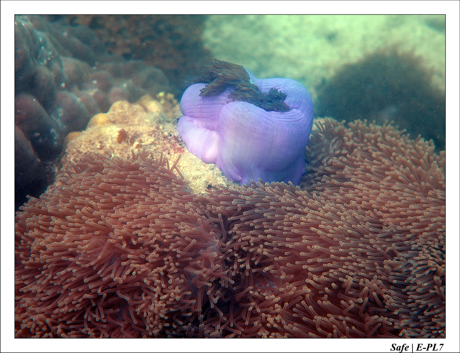 2018 - 08 - Pulau Besar - 03